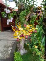 Dendrobium the Horned Flower